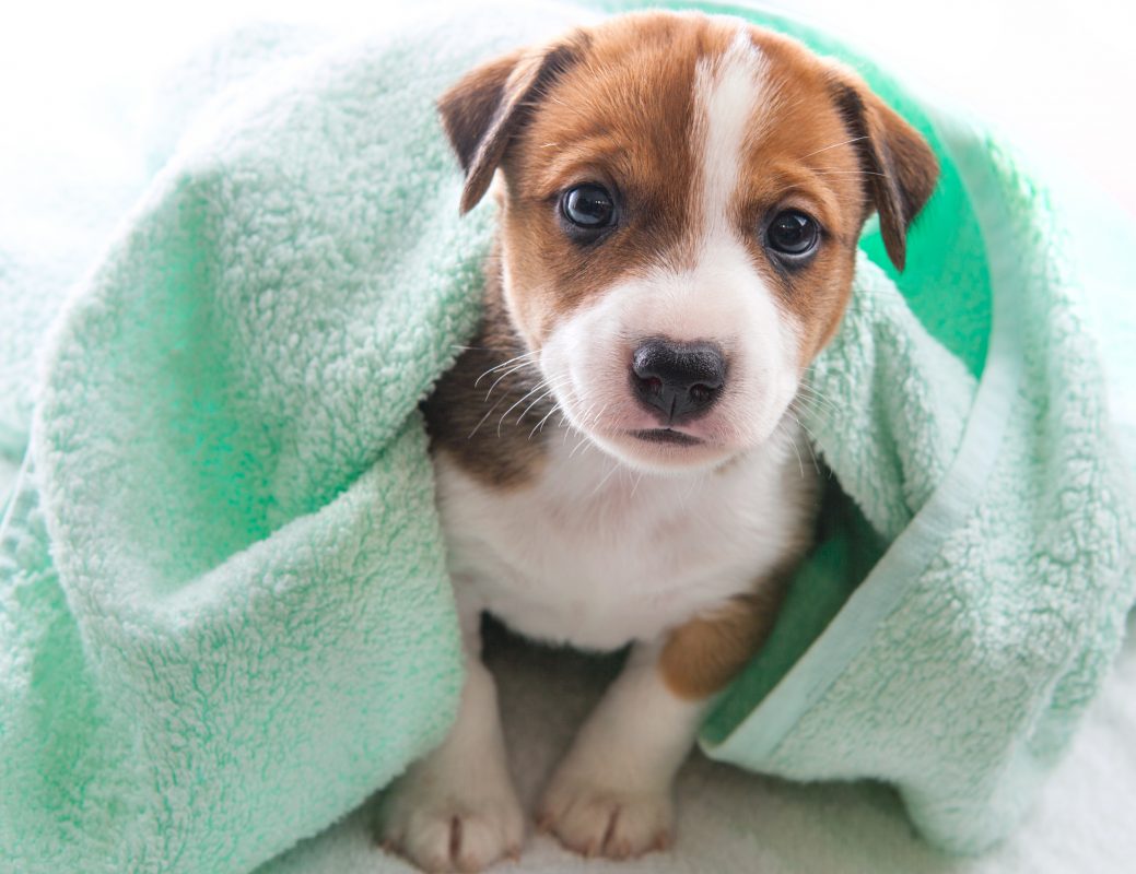 Hundhandduk